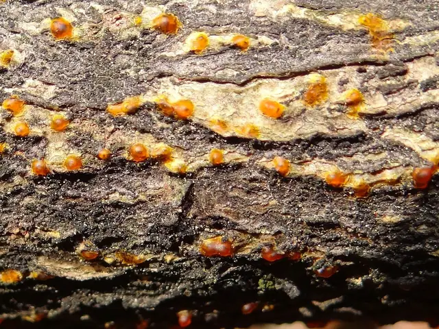 Kisielnica drobna (Exidia badioumbrina)