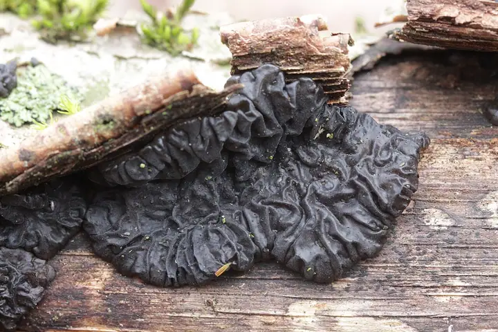 Kisielnica kędzierzawa (Exidia nigricans)