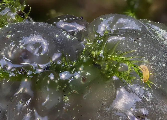 Kisielnica przeźroczysta (Myxarium nucleatum)