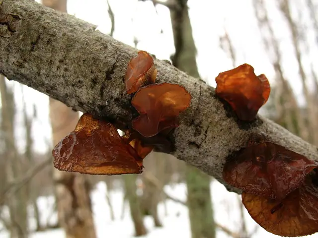 Kisielnica wierzbowa (Exidia recisa)