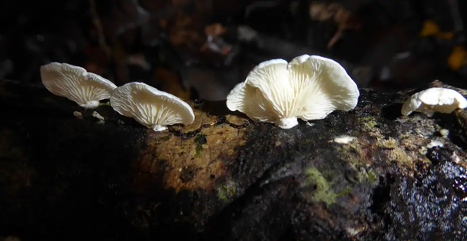 Kłaczkoblaszek boczniakowaty (Cheimonophyllum candidissimum)