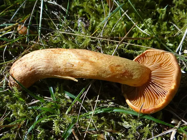 Klejek alpejski (Chroogomphus helveticus)