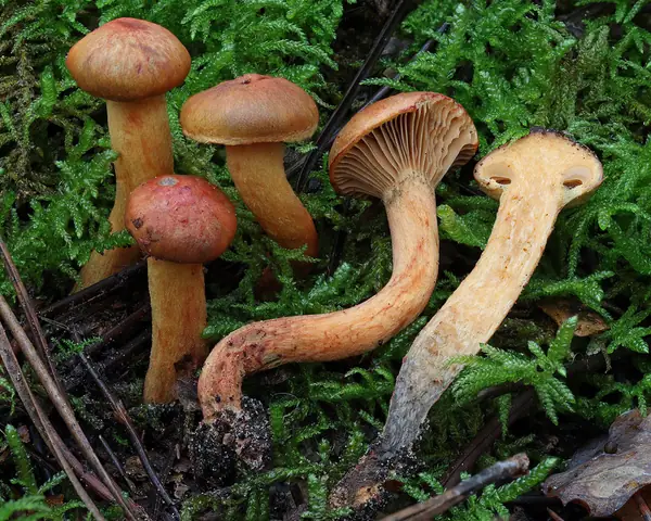 Klejek lśniący (Chroogomphus fulmineus)