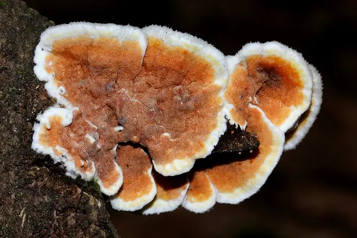 Klejoporek dwubarwny (Gloeoporus dichrous)