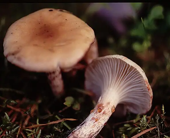 Klejówka plamista (Gomphidius maculatus)
