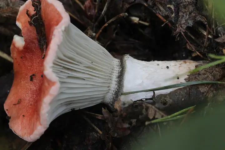 Klejówka różowa (Gomphidius roseus)