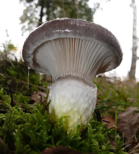 Klejówka świerkowa (Gomphidius glutinosus)
