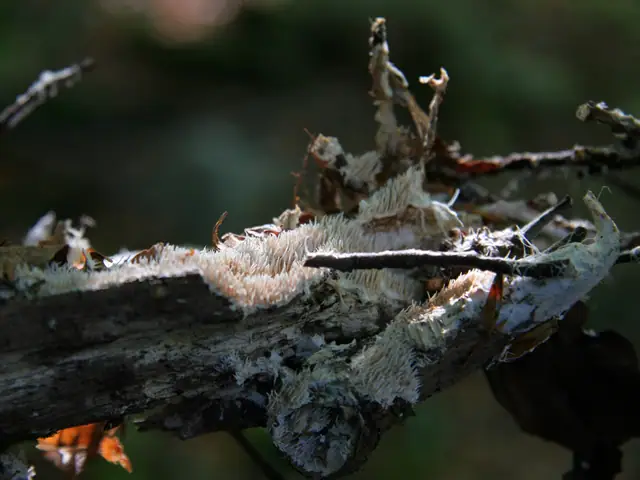 Kolcóweczka białozielonawa (Kavinia alboviridis)