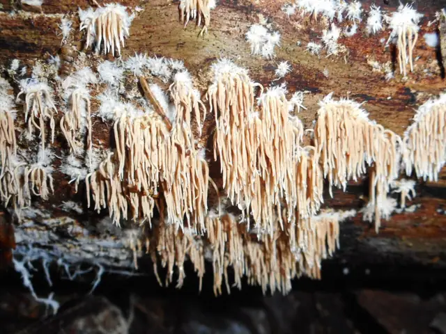 Kolcóweczka gładkozarodnikowa (Hydnocristella himantia)