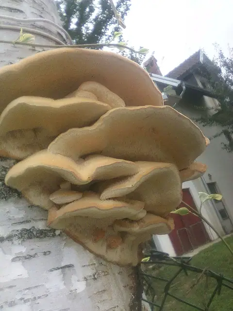 Kolcówka jabłoniowa (Sarcodontia crocea)