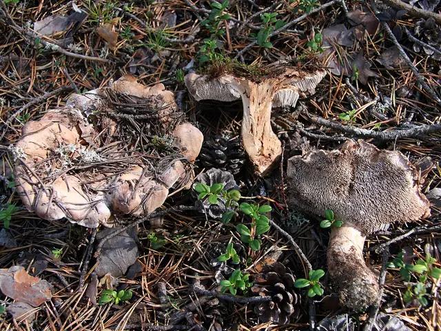 Kolcownica sosnowa (Bankera fuligineoalba)