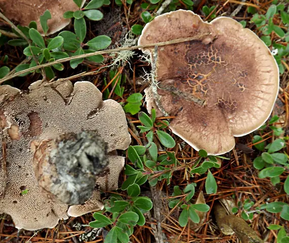 Kolcownica świerkowa (Bankera violascens)