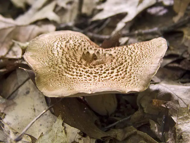 Kolczakówka białobeżowa (Sarcodon underwoodii)