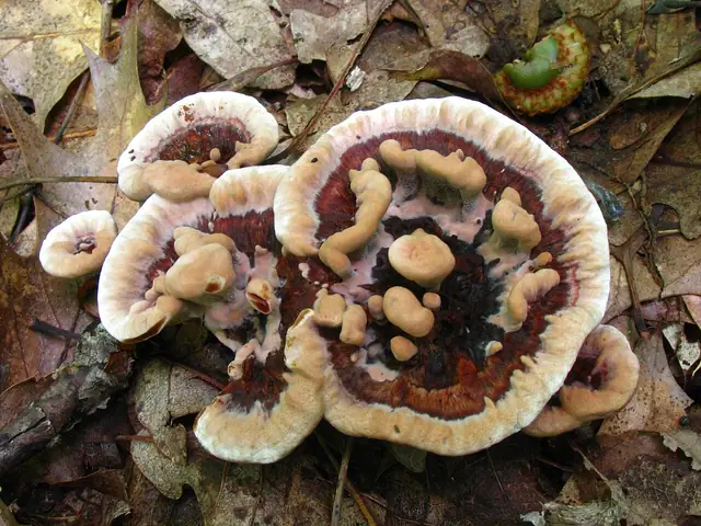 Kolczakówka dołkowana (Hydnellum scrobiculatum)