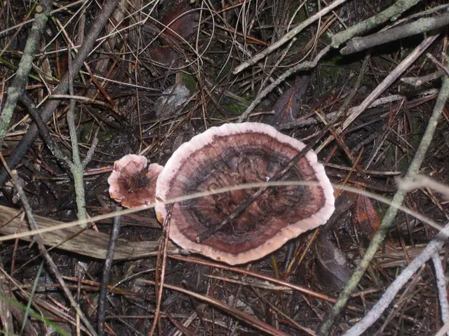 Kolczakówka strefowana (Hydnellum concrescens)