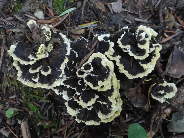 Kolczakówka zielonożółta (Hydnellum geogenium)