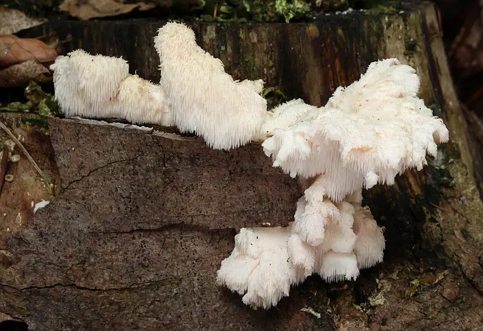 Kolczatek strzępiasty (Hericium cirrhatum)