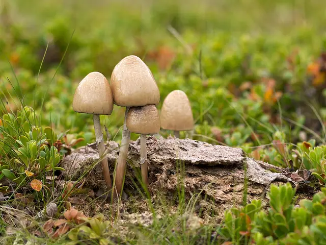 Kołpaczek blady (Panaeolus semiovatus)