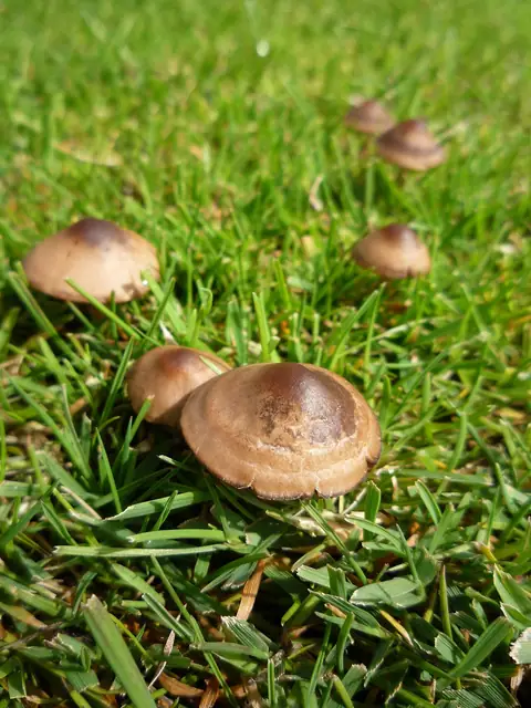 Kołpaczek czarniawy (Panaeolus ater)