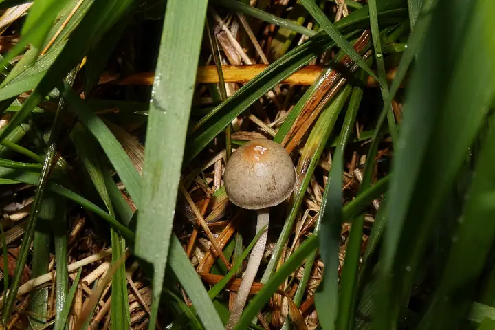 Kołpaczek oliwkowy (Panaeolus olivaceus)