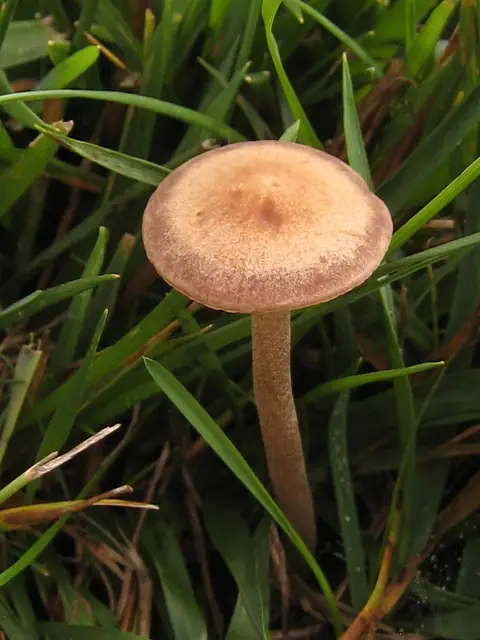 Kołpaczek pośredni (Panaeolus cinctulus)
