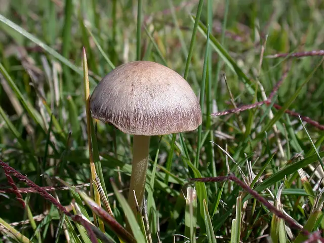 Kołpaczek szorstkozarodnikowy (Panaeolina foenisecii)