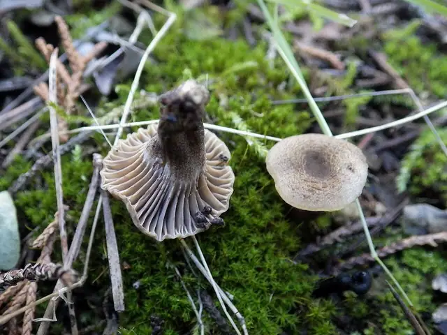 Kopułeczek ciemnoblaszkowy (Camarophyllopsis phaeophylla)