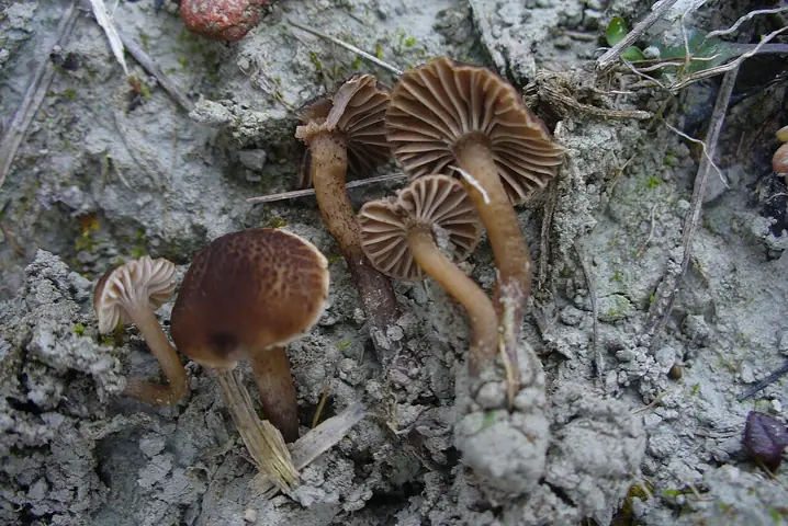 Kopułeczek ciemnopunktowany (Camarophyllopsis atropuncta)