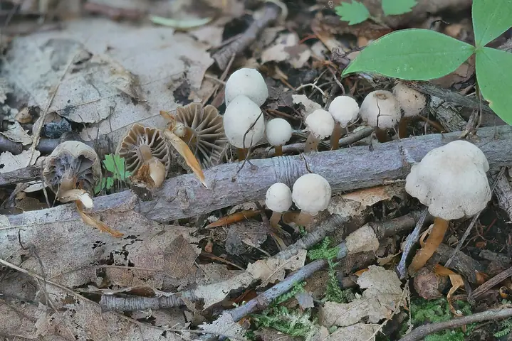 Kopułeczek rodzajny (Camarophyllopsis hymenocephala)