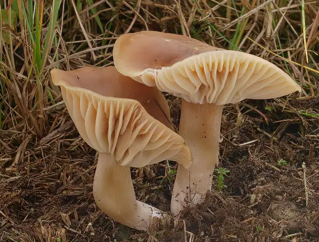 Kopułek jesienny (Hygrocybe colemanniana)