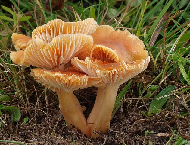 Kopułka łąkowa (Cuphophyllus pratensis)
