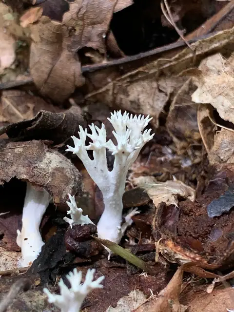 Koralóweczka płowoochrowa (Lentaria byssiseda)