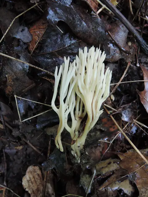 Koralowiec drobny (Ramariopsis subtilis)