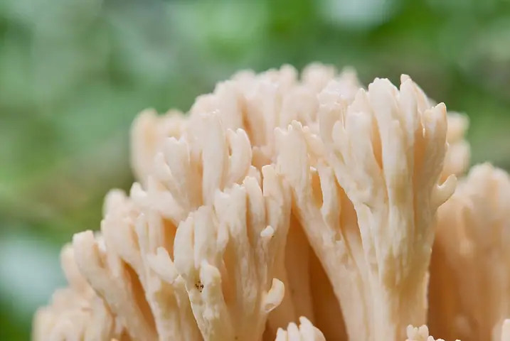 Koralówka blada (Ramaria pallida)