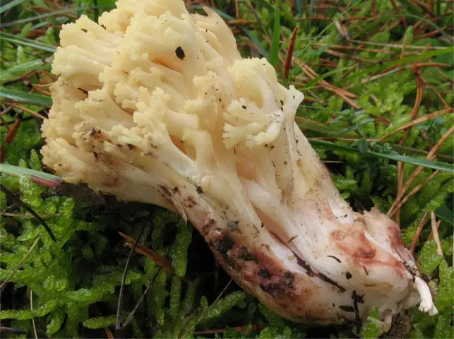 Koralówka czerwieniejąca (Ramaria sanguinea)