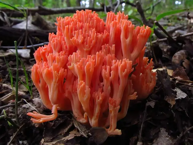 Koralówka łososioworóżowa (Ramaria subbotrytis)
