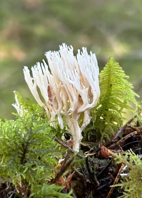 Koralówka palmowa (Ramaria palmata)