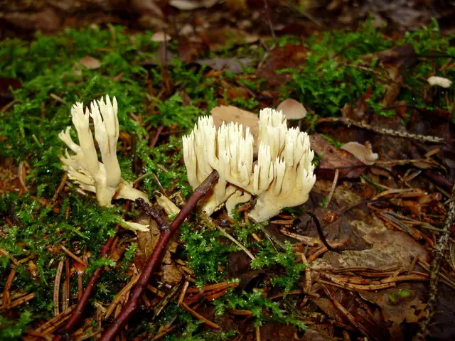 Koralówka sosnowa (Ramaria eumorpha)