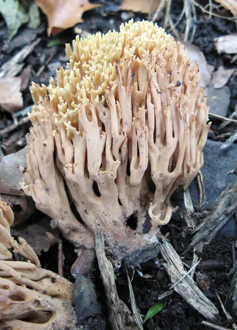Koralówka strojna (Ramaria formosa)