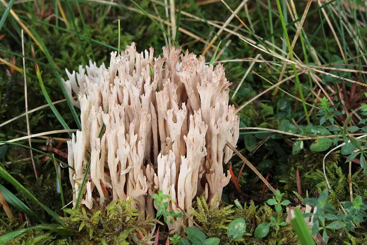 Koralówka wysmukła (Ramaria gracilis)