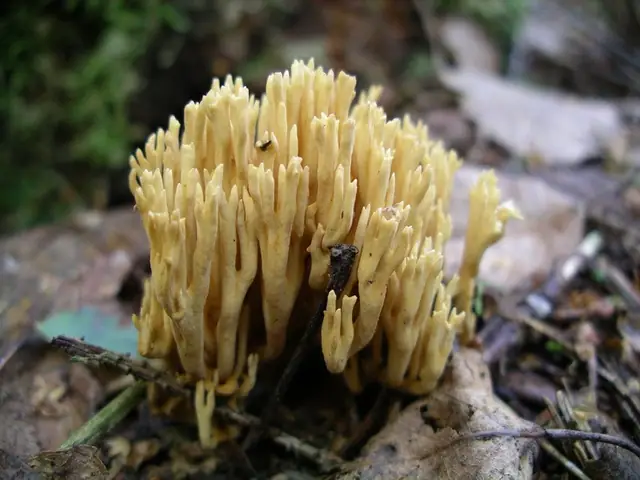 Koralówka zielonawa (Ramaria abietina)