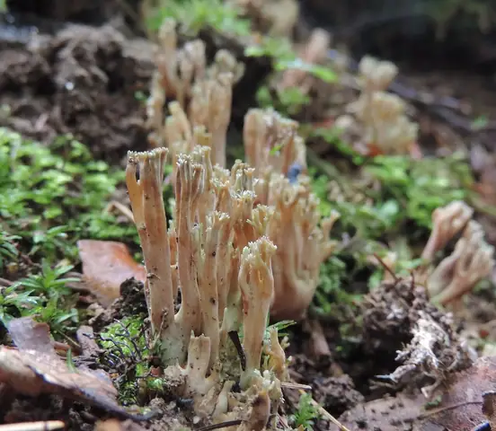 Koralówka zielonowierzchołkowa (Ramaria apiculata)
