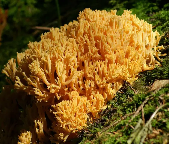 Koralówka złocista (Ramaria aurea)