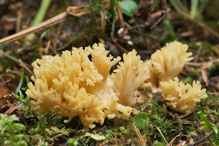Koralówka żółta (Ramaria flava)