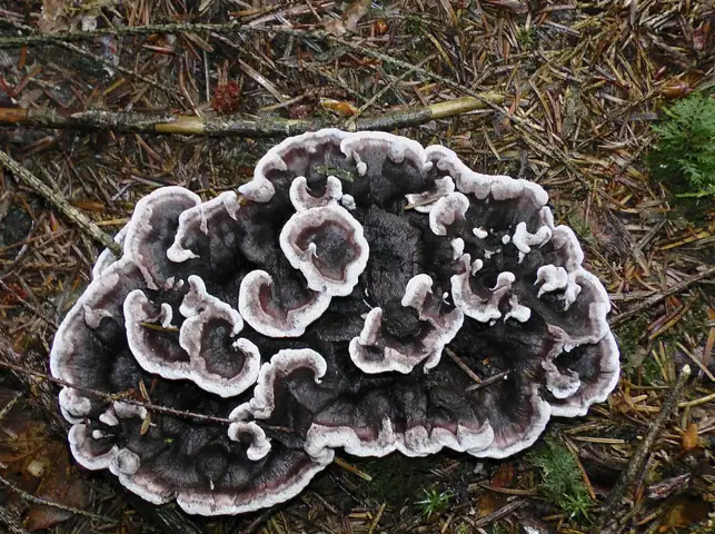 Korkoząb ciemny (Phellodon melaleucus)