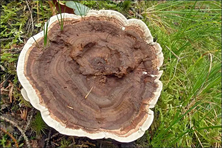 Korkoząb kieliszkowaty (Phellodon tomentosus)
