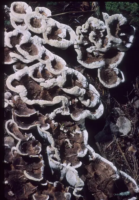 Korkoząb pozrastany (Phellodon confluens)