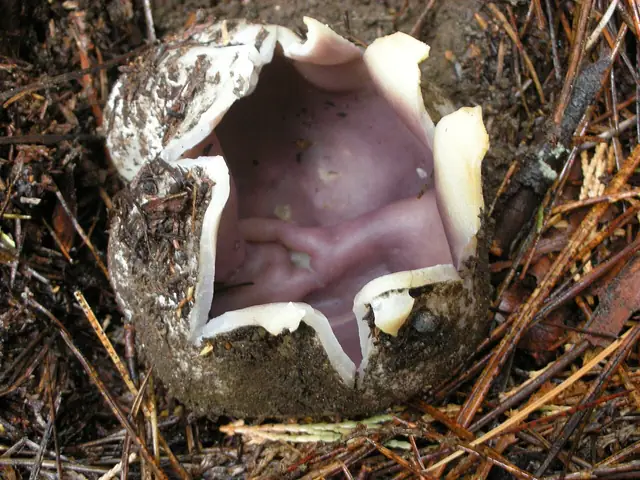 Koronica ozdobna (Sarcosphaera coronaria)