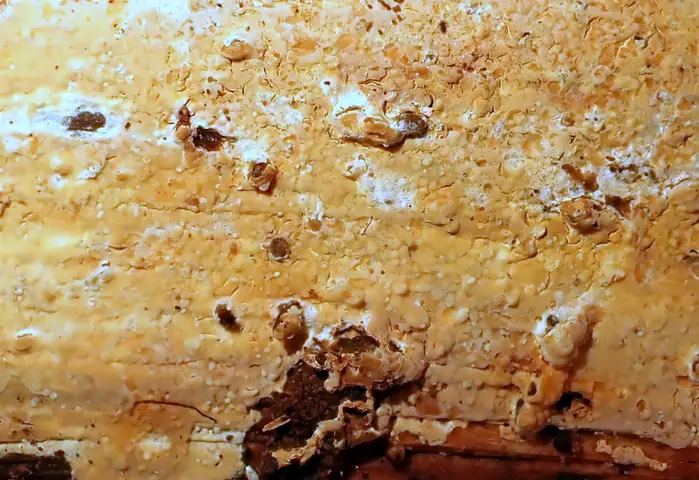 Korownica jasnoochrowa (Phanerochaete deflectens)