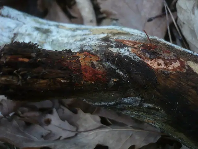 Korownica krwawa (Phanerochaete sanguinea)